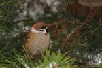 Wróbel mazurek - Passer montanus - 참새 - Fotografia nr 20081122_3171