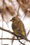 Dzwoniec - Carduelis chloris - Fotografia nr 20081122_3174