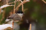 Sikora czarnogłówka - Poecile montanus - Fotografia nr 20081122_3176