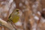 Dzwoniec - Carduelis chloris - Fotografia nr 20081122_3194