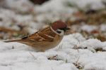 Wróbel mazurek - Passer montanus - 참새 - Fotografia nr 20081122_3211