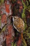 Pełzacz leśny - Certhia familiaris - 나무발발이 - Fotografia nr 20081130_3578