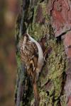 Pełzacz leśny - Certhia familiaris - 나무발발이 - Fotografia nr 20081130_3646