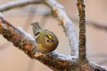 Mysikrólik zwyczajny - Regulus regulus - 상모솔새 - Fotografia nr 20090101_5530