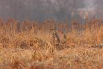 Sarna - Capreolus capreolus - 노루 - Fotografia nr 20090101_5556