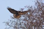 Myszołów zwyczajny - Buteo buteo - 말똥가리 - Fotografia nr 20090101_5573