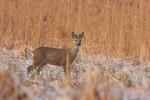 Sarna - Capreolus capreolus - 노루 - Fotografia nr 20090101_5586