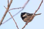 Sikora sosnówka - Periparus ater - 진박새 - Fotografia nr 20090103_5876