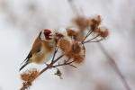 Szczygieł - Carduelis carduelis - Fotografia nr 20090104_6137