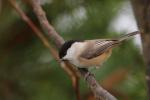 Sikora czarnogłówka - Poecile montanus - Fotografia nr 20090110_6235