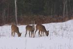 Sarna - Capreolus capreolus - 노루 - Fotografia nr 20090111_6373