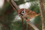 Wróbel mazurek - Passer montanus - 참새 - Fotografia nr 20090111_6425