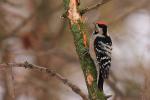Dzięciołek - Dendrocopos minor - 쇠오색딱다구리 - Fotografia nr 20090120_6861