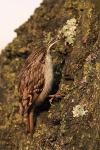 Pełzacz ogrodowy - Certhia brachydactyla - Fotografia nr 20090125_7003
