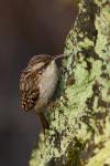 Pełzacz ogrodowy - Certhia brachydactyla - Fotografia nr 20090125_7019