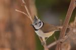 Sikora czubatka - Lophophanes cristatus - Fotografia nr 20090215_8382