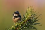 Sikora sosnówka - Periparus ater - 진박새 - Fotografia nr 20090321_1713