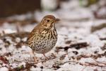 Drozd śpiewak - Turdus philomelos - Fotografia nr 20090325_4197