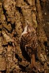 Pełzacz leśny - Certhia familiaris - 나무발발이 - Fotografia nr 20090325_5115