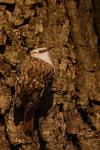 Pełzacz leśny - Certhia familiaris - 나무발발이 - Fotografia nr 20090325_5120