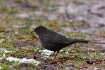 Kos - Turdus merula - 대륙검은지빠귀 - Fotografia nr 20090325_5169