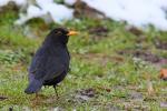 Kos - Turdus merula - 대륙검은지빠귀 - Fotografia nr 20090325_5222