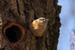 Kowalik - Sitta europaea - 아물동고비(동고비) - Fotografia nr 20090325_5392