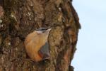 Kowalik - Sitta europaea - 아물동고비(동고비) - Fotografia nr 20090325_5397