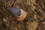 Kowalik - Sitta europaea - 아물동고비(동고비) - Fotografia nr 20090325_5419