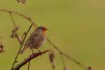 Rudzik - Erithacus rubecula - 꼬까울새 - Fotografia nr 20090327_5571