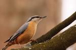 Kowalik - Sitta europaea - 아물동고비(동고비) - Fotografia nr 20090327_5611