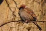 Wróbel zwyczajny - Passer domesticus - 집참새 - Fotografia nr 20090328_5801