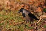 Wrona siwa - Corvus cornix - Fotografia nr 20090328_5834