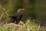 Kos - Turdus merula - 대륙검은지빠귀 - Fotografia nr 20090328_6022