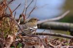 Zięba zwyczajna - Fringilla coelebs - Fotografia nr 20090328_6106