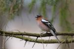 Zięba zwyczajna - Fringilla coelebs - Fotografia nr 20090328_6119