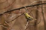 Czyż - Carduelis spinus - 검은머리방울새 - Fotografia nr 20090328_6181