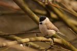 Sikora uboga - Poecile palustris - 쇠박새 - Fotografia nr 20090328_6429