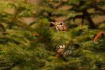 Drozd śpiewak - Turdus philomelos - Fotografia nr 20090328_6438