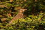 Drozd śpiewak - Turdus philomelos - Fotografia nr 20090328_6443