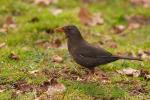 Kos - Turdus merula - 대륙검은지빠귀 - Fotografia nr 20090328_6460