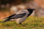 Wrona siwa - Corvus cornix - Fotografia nr 20090328_7075