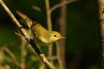 Świstunka leśna - Phylloscopus sibilatrix - 노랑턱솔새 - Fotografia nr 20090510_3529