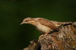 Krętogłów - Jynx torquilla - 개미잡이 - Fotografia nr 20090524_5070