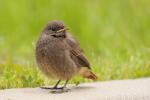 Kopciuszek - Phoenicurus ochruros - 검은머리딱새 - Fotografia nr 20090529_5829