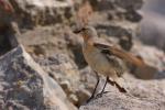 Białorzytka zwyczajna - Oenanthe oenanthe - 북방사막딱새 - Fotografia nr 20090609_7354