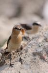 Białorzytka zwyczajna - Oenanthe oenanthe - 북방사막딱새 - Fotografia nr 20090609_7529