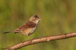 Cierniówka - Sylvia communis - Fotografia nr 20120624_0969