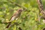 Muchołówka szara - Muscicapa striata - Fotografia nr 20120715_2000