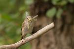 Muchołówka szara - Muscicapa striata - Fotografia nr 20120715_2052